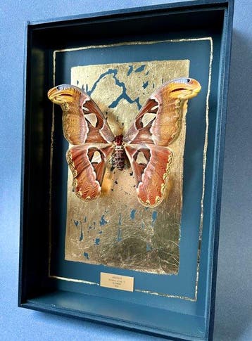 Mot Taxidermie volledige montage - Attacus atlas - 39 cm -