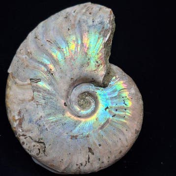 iriserende ammoniet - Gefossiliseerde schelp - Aioloceras