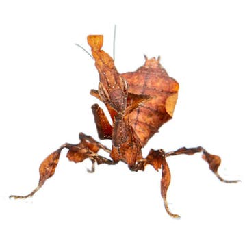 Ghost Bidsprinkhaan - Phyllocrania paradoxa