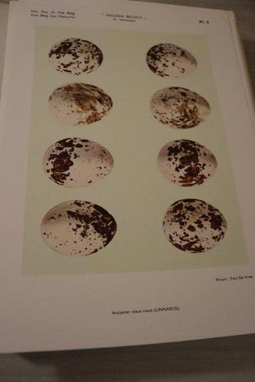 René Verheyen / Paul De Vree - Oologia Belgica - 1947-1967