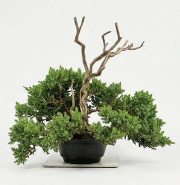 Jeneverbes bonsai (Juniperus) - Hoogte (boom): 32 cm -