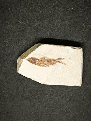 Gefossiliseerd dier - Hemisaurida Hakelensis di ottima, Verzamelen