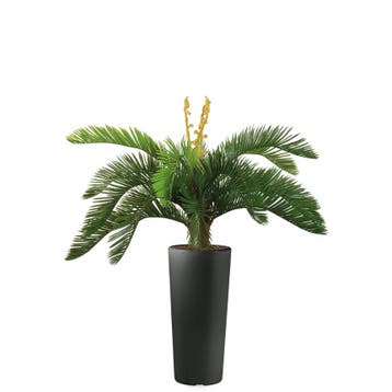 Cycas kunstplant, H105cm, Ophalen of Verzenden, Palm, 100 tot 150 cm