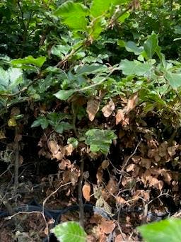 Fagus sylvatica (Groene Beuk) - 100-125 B Keuze € 2,95, Beukenhaag, Haag, 100 tot 250 cm