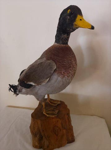 Mannetje van de wilde eend. Taxidermie volledige montage -, Nieuw