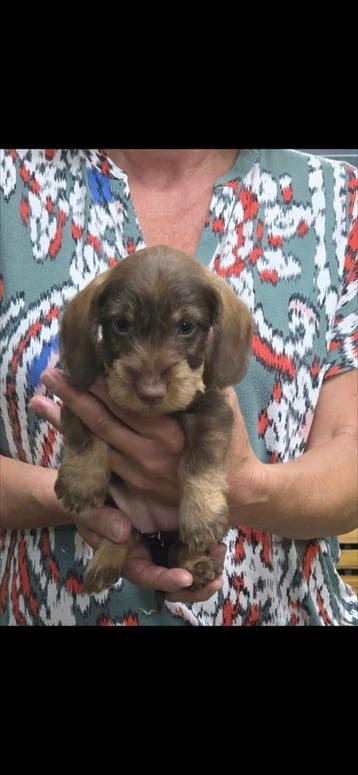 prachtige standaard ruwharige teckel pup choco, Parvo, Standaard, Nederland, 8 tot 15 weken
