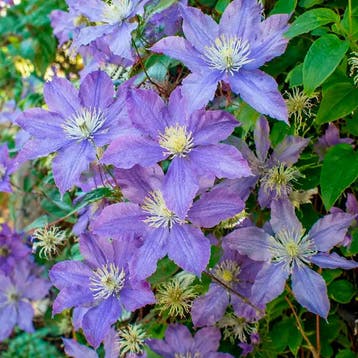 Clematis Arabella container (P14) Sierplanten, Blauw-paars, Verzenden, Overige soorten, Struik