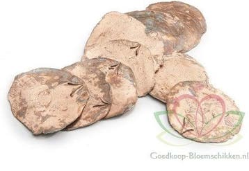 Capiz Camar schelpen Koper 500 gram, Ophalen of Verzenden, Nieuw