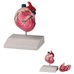 Anatomie model hart hond, 2-delig, Nieuw