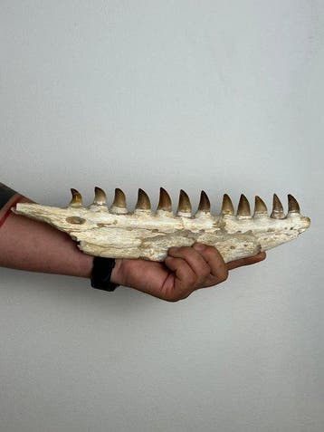 Mosasaurus - Gefossiliseerde kaak - baeugie - 10 cm - 3 cm, Verzamelen