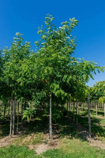 Robinia pseudoacacia hoogstam 18/20