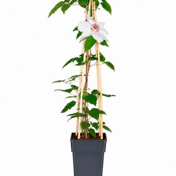Bosrank Miss Bateman container (P15) Clematis, Sierplanten, Verzenden, Overige soorten, Halfschaduw