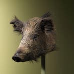 Wild Zwijn Klein Taxidermie Opgezette Dieren By Max, Ophalen of Verzenden, Nieuw, Wild dier, Opgezet dier