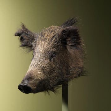 Wild Zwijn Klein Taxidermie Opgezette Dieren By Max, Verzamelen, Dierenverzamelingen, Ophalen of Verzenden, Nieuw, Wild dier, Opgezet dier