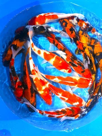 Hirasawa Marusei 30-37cm (Japanse Koi), Karper of Koi