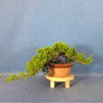 Jeneverbes bonsai (Juniperus) - Hoogte (boom): 11 cm -