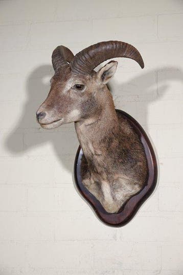 Large Mouflon head-mount Taxidermie wandmontage - Ovis a., Verzamelen, Nieuw