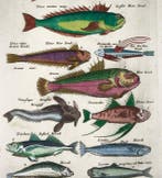Matthäus Merian (b.1593) Hand coloured folio: Weever Fish,