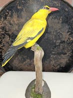 Chinese wielewaal Taxidermie volledige montage - Oriolus, Verzamelen, Nieuw