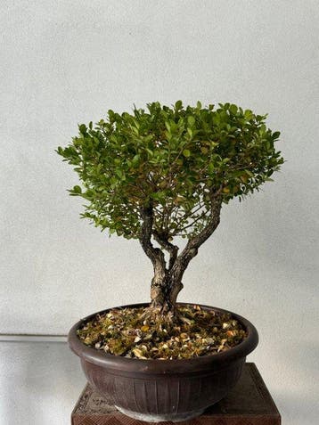 Palmboompje bonsai (Buxus sempervirens) - Hoogte (boom): 45