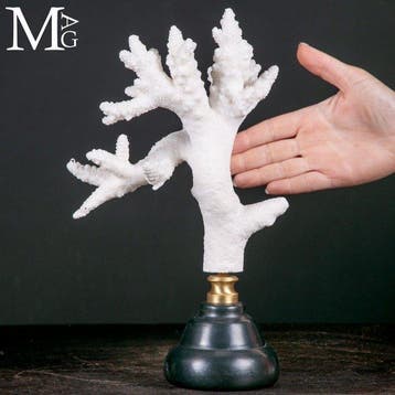 Wit Acropora Florida-koraal met ingewikkelde natuurlijke