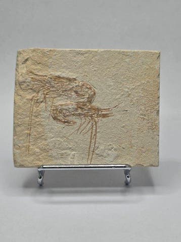 garnaal - Gefossiliseerd dier - Carpopenaeus callirostris -