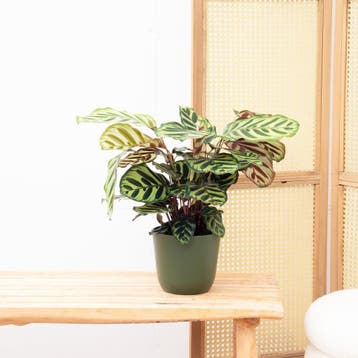 Green Bubble - Calathea Makoyana - 60cm - Ø17 cm, Huis en Inrichting, Ophalen of Verzenden