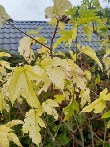 Witte moerbei Morus alba in pot 150 cm €20, Ophalen, In pot, Overige soorten