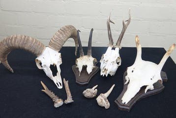 Miscellaneous Trophies - Schedel - non-CITES species - 0 cm, Nieuw