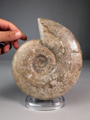 Grote ammoniet - Gefossiliseerde schelp - Haugia variabilis