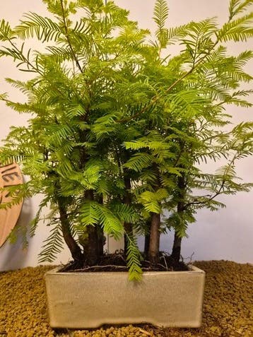 Kustmammoetboom bonsai (Sequoia) - Hoogte (boom): 52 cm -