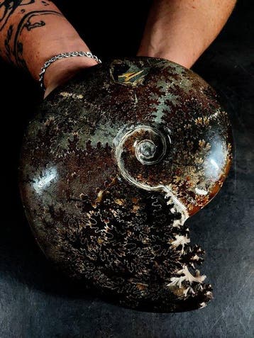 grote ammoniet met bewerkte mond - Gefossiliseerd dier -, Nieuw