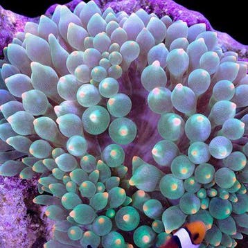 Entacmea Quadricolor Oranje Tip, Ophalen of Verzenden, Nieuw