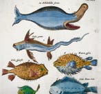 Matthäus Merian (b1593) - hand col. folio: Marine Creatures,
