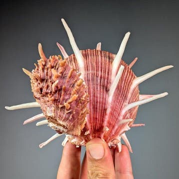 Grote stekelige Spondylus Zeeschelp - Spondylus sp. (Zonder, Nieuw