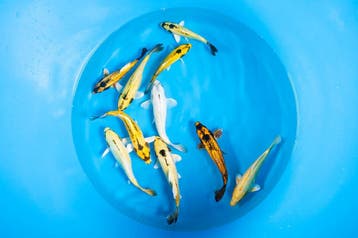Exclusieve Indonesische koi, Karper of Koi