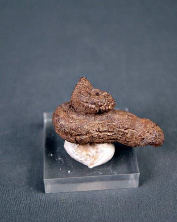 fossiele uitwerpselen - Gefossiliseerd dier - Coprolite