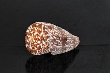 Zeeslak GEM  Skelet - Conus amadis - der Nachtjäger  - 0, Nieuw