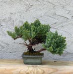 Jeneverbes bonsai (Juniperus) - Hoogte (boom): 16 cm -