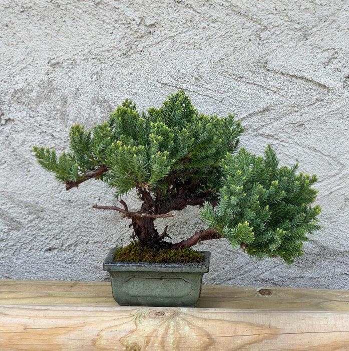 Jeneverbes bonsai (Juniperus) - Hoogte (boom): 16 cm -, Antiek en Kunst, Curiosa en Brocante