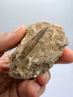 Zeereptiel - Fossiele tand - Plesiosaurus - 6.7 cm (Zonder