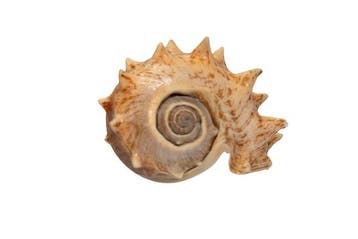 Melongena corona 130mm GEM | Reuzenkronenslak Schelp