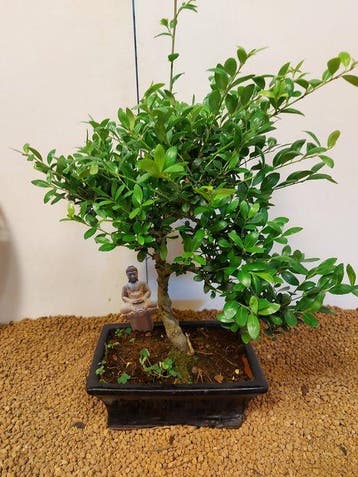 Japanese holly bonsai (Ilex crenata) - Hoogte (boom): 37 cm