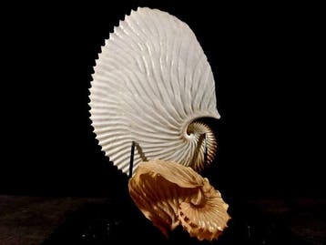 Zeldzaam paar papieren schelpen uit de collectie. Taxidermie, Verzamelen, Nieuw