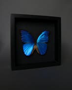 Vlinder Taxidermie volledige montage - Morpho didius - 20 cm