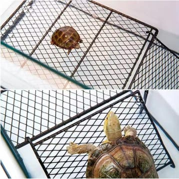 Schildpad Zonneplatform met Rotsstructuur voor Aquarium, Dieren en Toebehoren, Verzenden, Nieuw