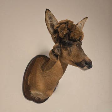 Reegeit Taxidermie schoudermontage - Capreolus capreolus -, Nieuw