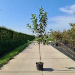 Fruitbomen | Direct vanuit eigen kwekerij | BETUWEBOMEN, In pot, Overige soorten