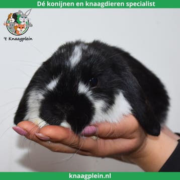 Jonge lieve dwergkonijnen te koop! Veel keus en Goed advies!, Dieren en Toebehoren, Konijnen, Meerdere dieren, Dwerg, Hangoor