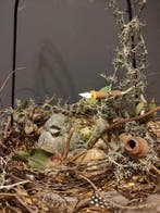 Dienblad bunny met natuurlijke materialen stel zelf je, Ophalen of Verzenden, Nieuw